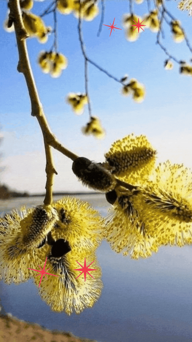 Привітання з Вербною неділею Привітання з Вербною неділею