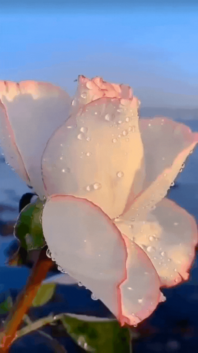 Гарного понеділка Гарного понеділка