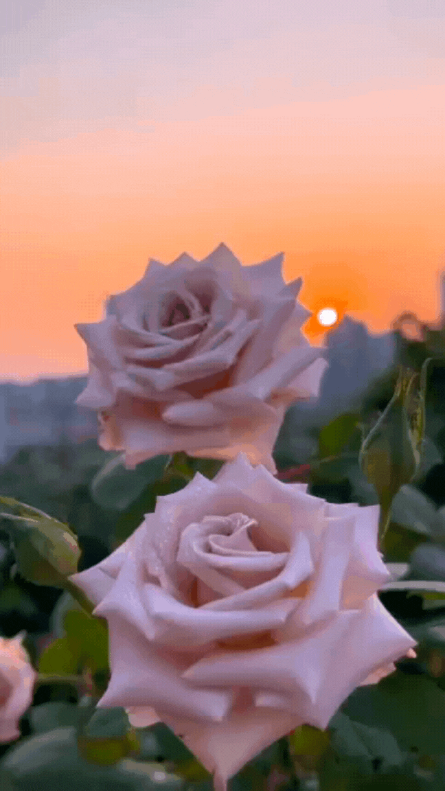 Гарного понеділка Гарного понеділка